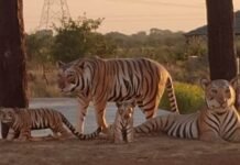 कोटा में एक अक्टूबर से मनाया जाएगा वन्य प्राणी सप्ताह tiger