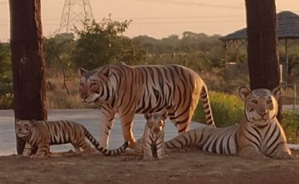 tiger