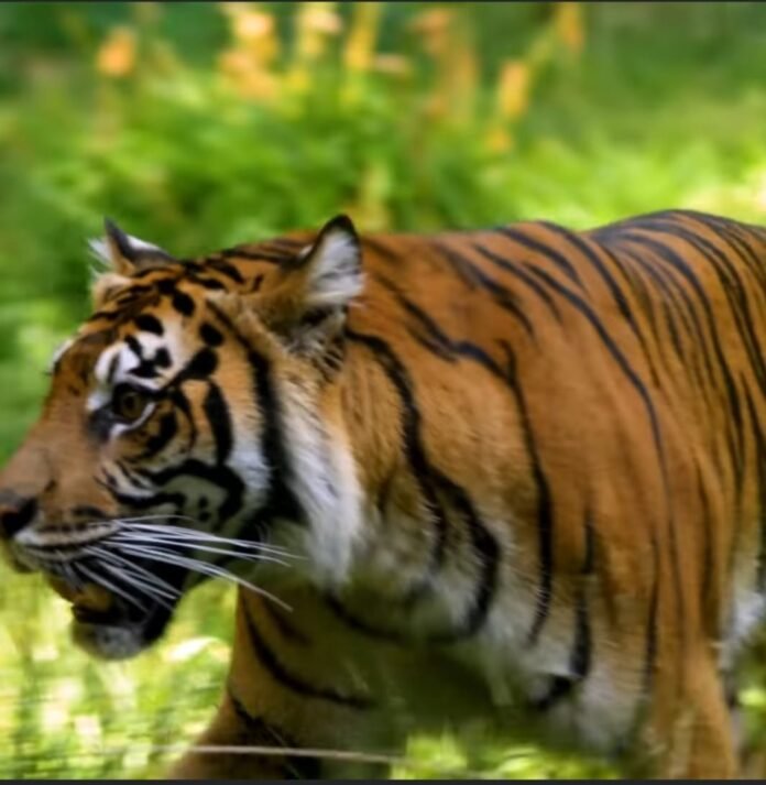 tiger tiger