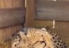 cheeta