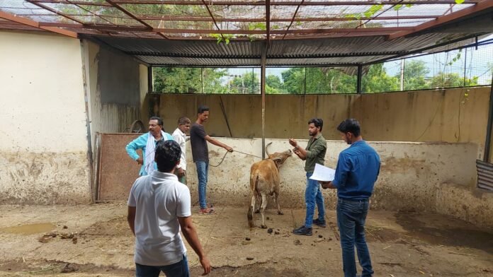 cow
