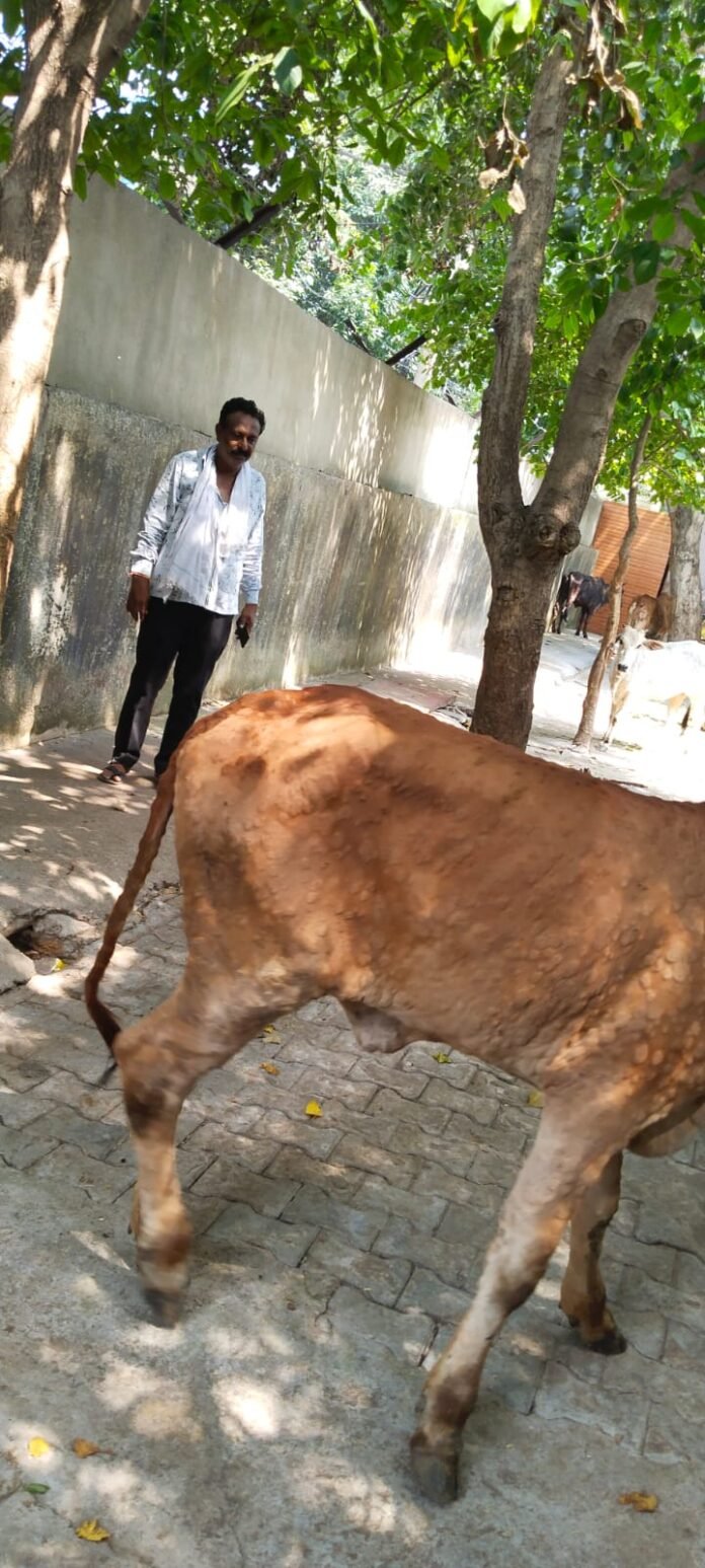 cow cow