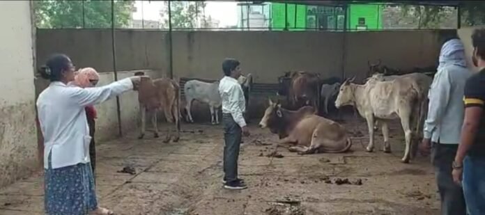 cow lampi