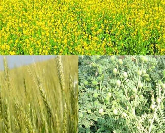 crop crop