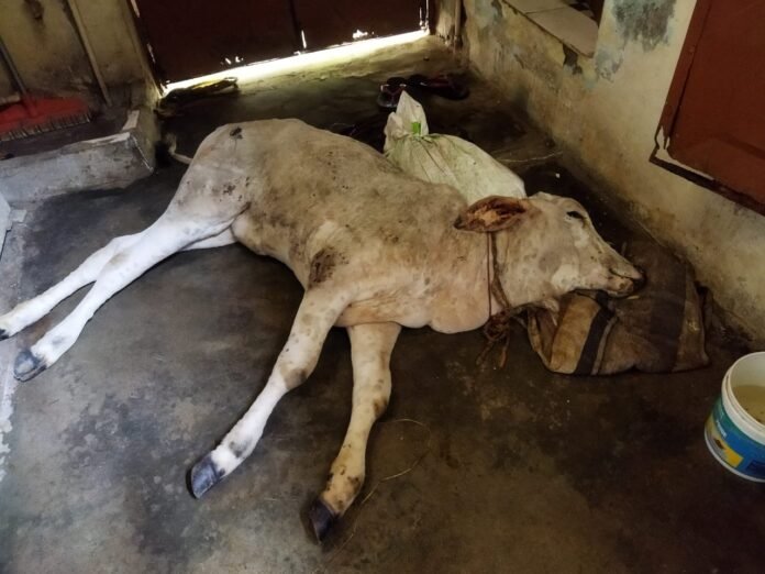 dead cow dead cow