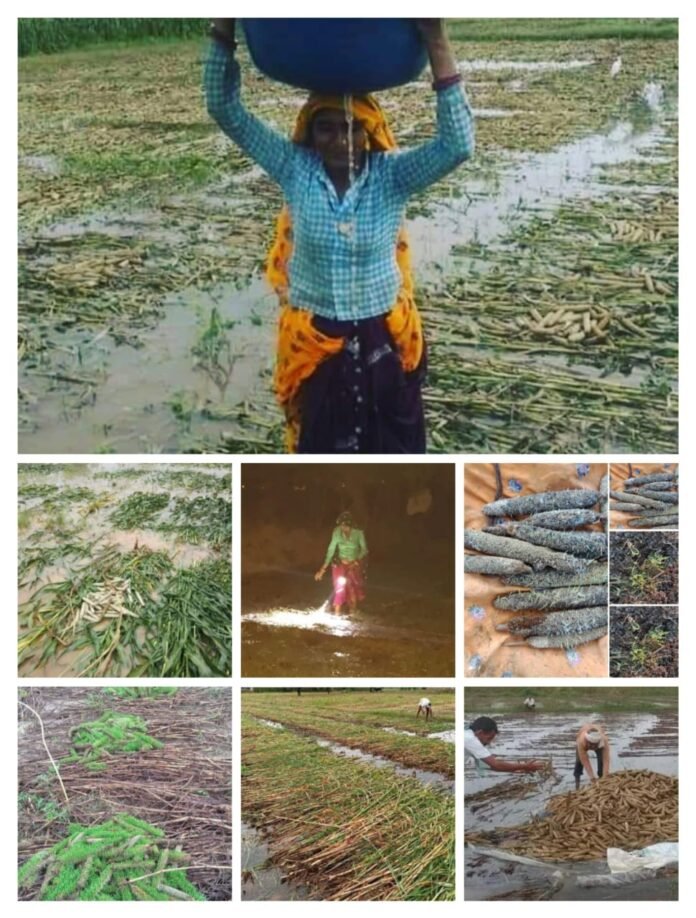 kisan kisan