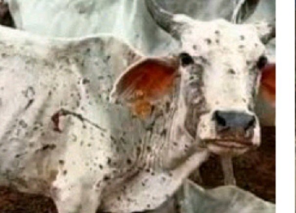 lumpi cow lumpi cow