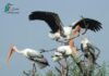 pented stork
