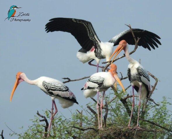 pented stork pented stork
