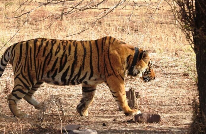 tiger