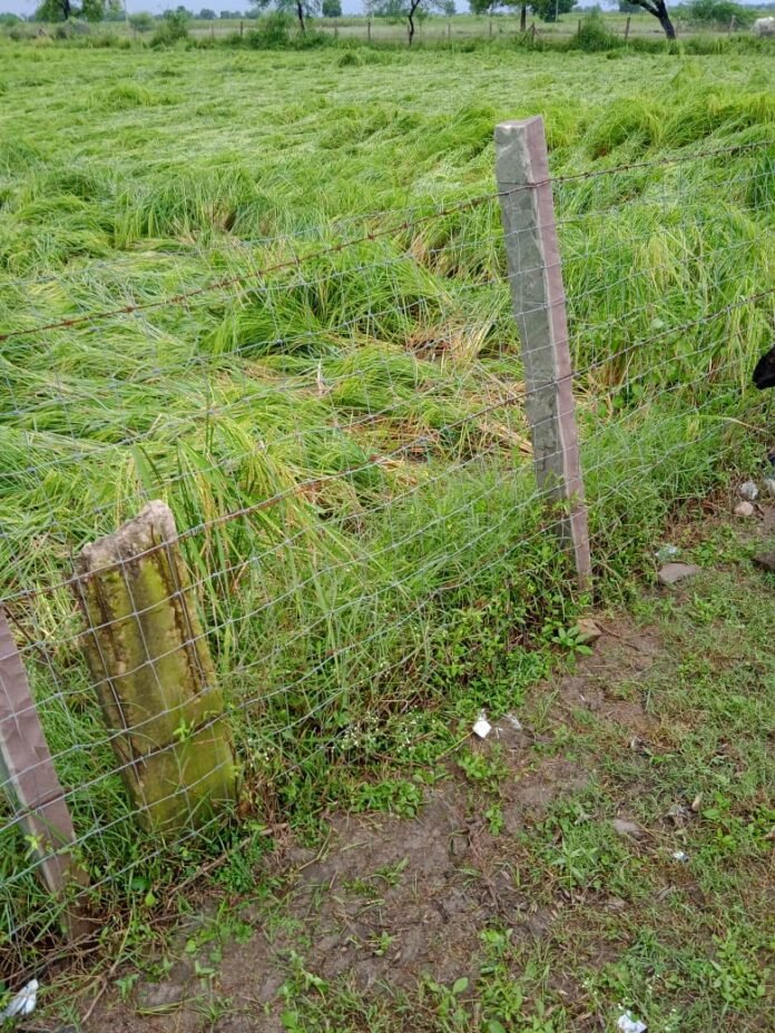 khet fasal khet fasal