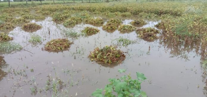 kisan khet