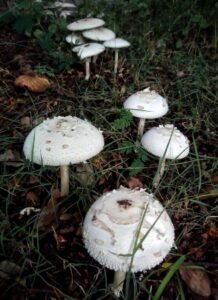 mashroom 3