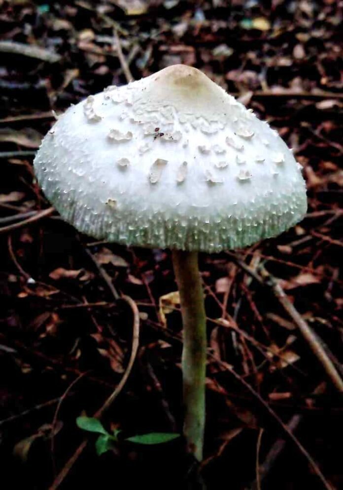 mushroom