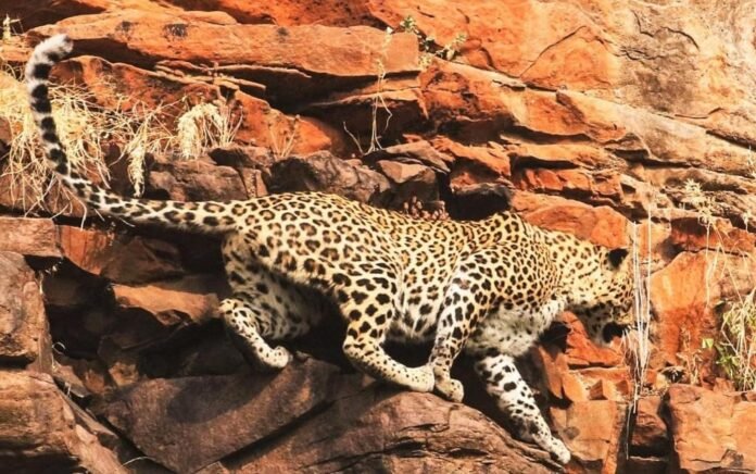 zaidi panther