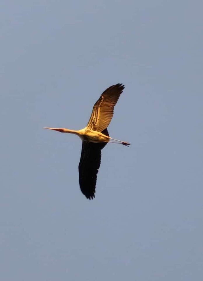 bird 4