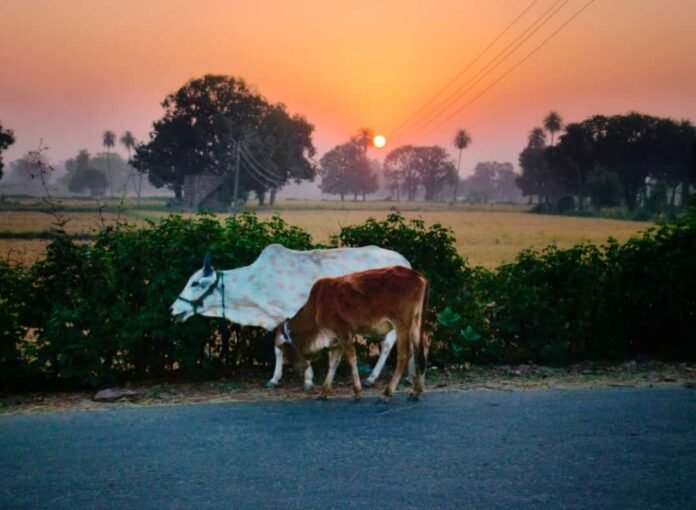 cow akhilesh