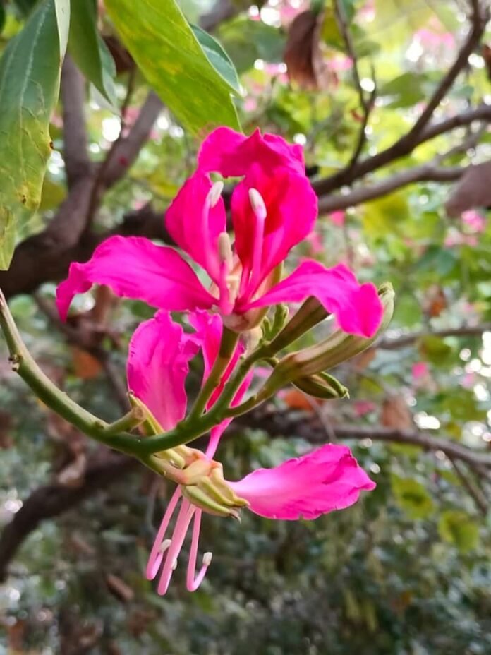 kachnar 1 kachnar 1