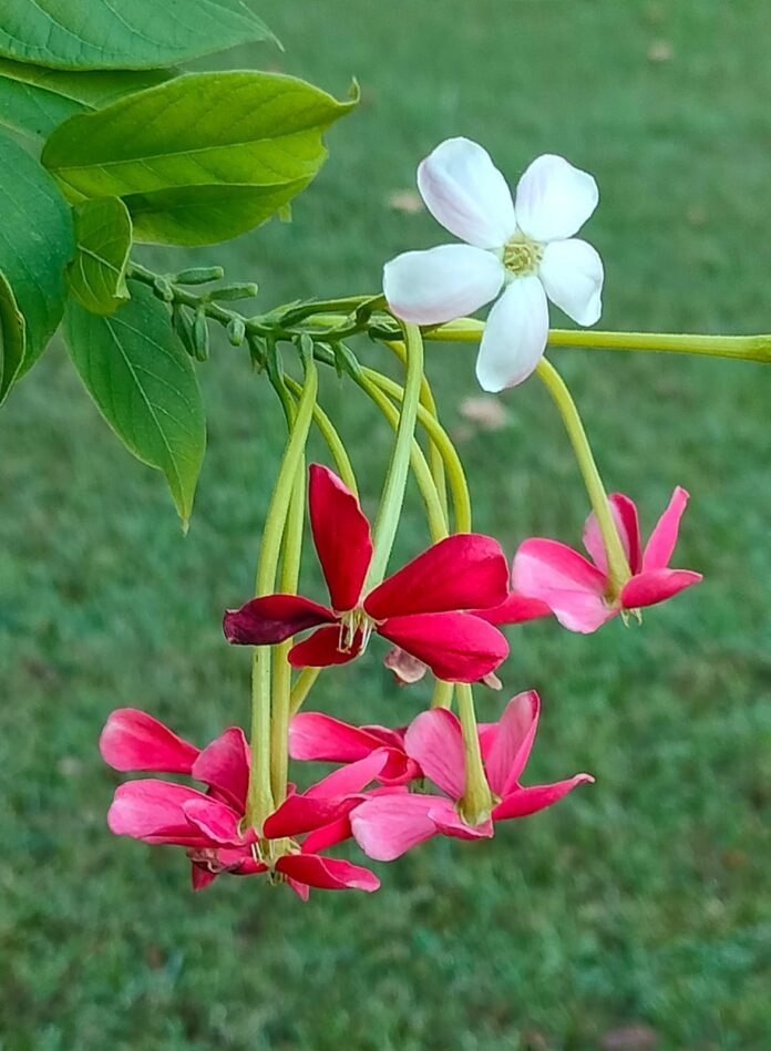 phool