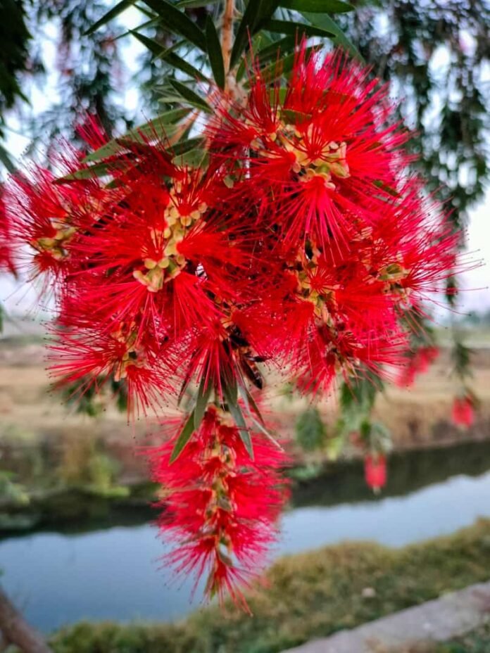 photo akhilesh photo akhilesh