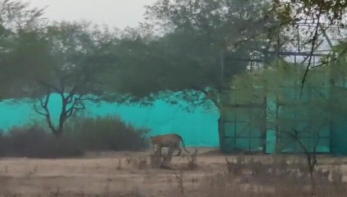 tiger