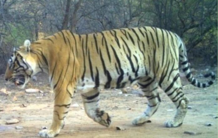 tiger tiger