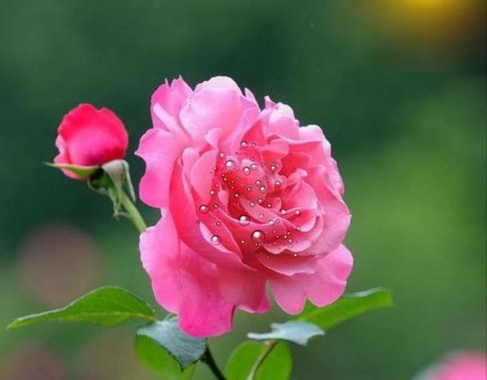 gulab gulab