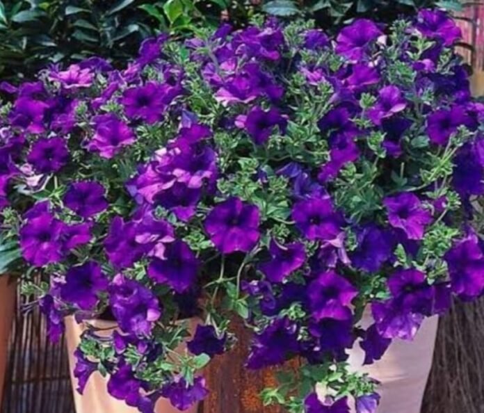 blu flower