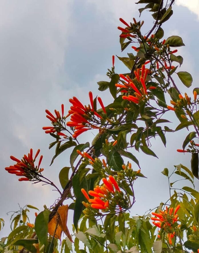 flower....