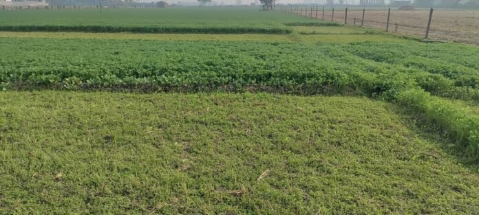 khet