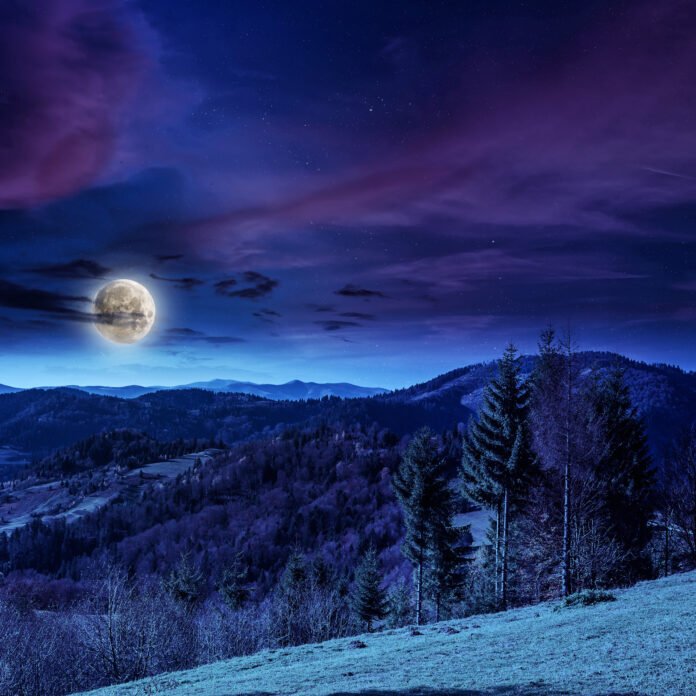 coniferous forest on a mountain slope coniferous forest on a mountain slope