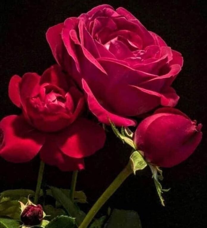 rose flower rose flower