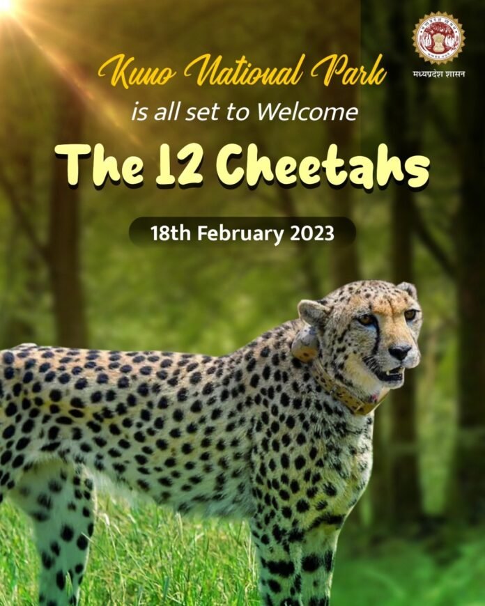 cheetah cheetah