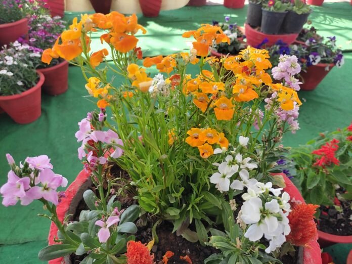 flowers flowers