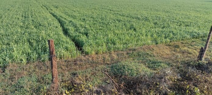 khet