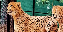 kuno cheeta 400x378