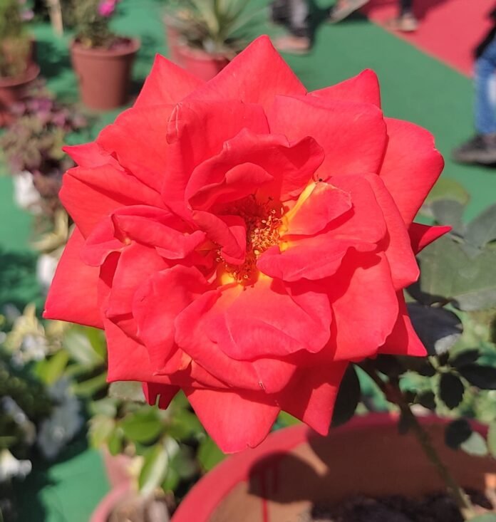 rose rose