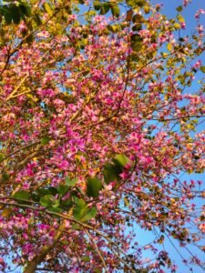 flowerakhi