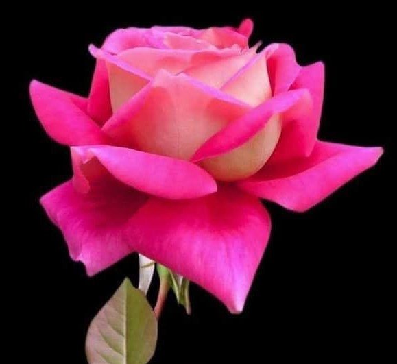 gulab