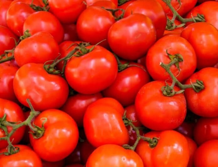 tamatar tamatar