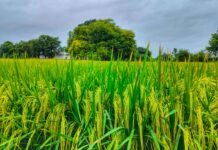 महकने लगे धान के खेत whatsapp image 2023 09 18 at 08.51.46